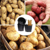 Patio Potato Growing Selection