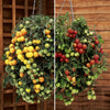 Tumbling Tom Tomatoes Red & Yellow plug plants x12