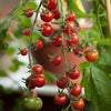 Tumbling Tom Tomatoes Red & Yellow plug plants x12