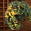 Tumbling Tom Tomatoes Red & Yellow plug plants x12