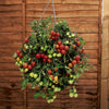 Tumbling Tom Tomatoes Red & Yellow plug plants x12