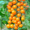 Tomato Sungold SuperSweet plug plants x12