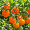 Tomato Sungold SuperSweet plug plants x12