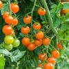 Tomato Sungold SuperSweet plug plants x12