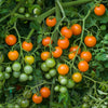 Tomato Sungold SuperSweet plug plants x12