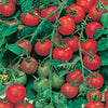 Tomato Gardeners Delight Plug Plants x12