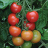Tomato Gardeners Delight Plug Plants x12
