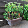 Tomato Gardeners Delight Plug Plants x12