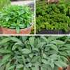 Chefs Favourites Herb Plug Plant Collection x18