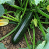 Courgette Midnight plug plants x12