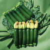 Courgette Midnight plug plants x12