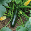 Courgette Midnight plug plants x12
