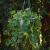 Cucumber Quick Snack plug plants x6