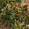 Pepper Hot Quickfire Plug Plants x12