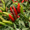 Pepper Hot Quickfire Plug Plants x12