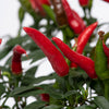 Pepper Hot Quickfire Plug Plants x12