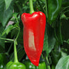 Pepper Sweet Parade Plug Plants x12