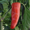 Pepper Sweet Parade Plug Plants x12