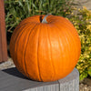 Pumpkin Atlantic giant Plug Plants x12