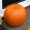 Pumpkin Atlantic giant Plug Plants x12