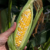Sweetcorn Pot Of Gold Plug Plants x12