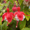 Fuchsia Jumbo Flowered plug plant Collection x12