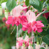 Fuchsia Jumbo Flowered plug plant Collection x12