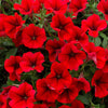 Surfinia Petunia Trailing Plug Plant Collection x12
