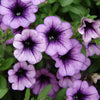 Surfinia Petunia Trailing Plug Plant Collection x12