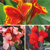 Canna Lily 'Cannova' Collection