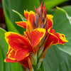 Canna Lily 'Cannova' Collection