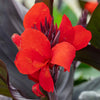 Canna Lily 'Cannova' Collection
