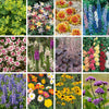 Hardy Garden Perennial collection plug x24 plants