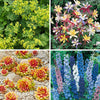 Hardy Garden Perennial collection plug x24 plants