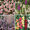 Hardy Garden Perennial collection plug x24 plants