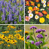 Hardy Garden Perennial collection plug x24 plants