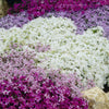 Creeping Phlox plug plant Collection x24