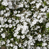 Creeping Phlox plug plant Collection x24