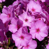 Creeping Phlox plug plant Collection x24