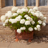 Hydrangea Incrediball in a 3L pot
