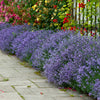Lavender Hidcote plug plants x12
