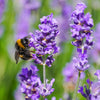 Lavender Hidcote plug plants x12