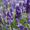 Lavender Hidcote plug plants x12