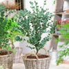 Eucalyptus gunnii 'Azura' in a 15cm pot