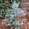 Eucalyptus gunnii 'Azura' in a 15cm pot