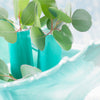 Eucalyptus gunnii 'Azura' in a 15cm pot