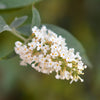 Buddleia Tricolour in a 2L pot