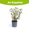 Buddleia Tricolour in a 2L pot