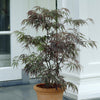 Acer palmatum 'Garnet' in a 3L pot