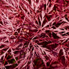 Acer palmatum 'Garnet' in a 3L pot